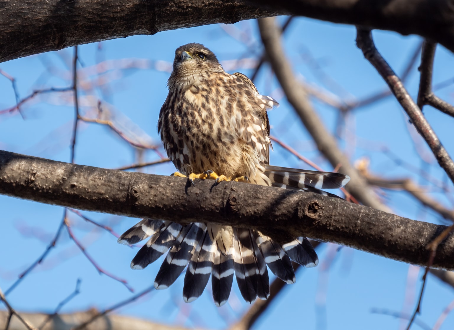 Falco columbarius