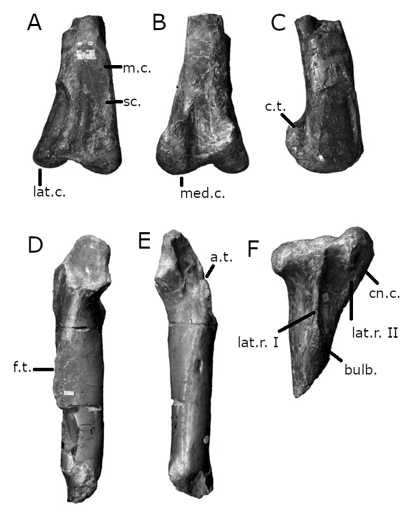 Dornraptor