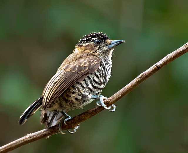White-barred piculet