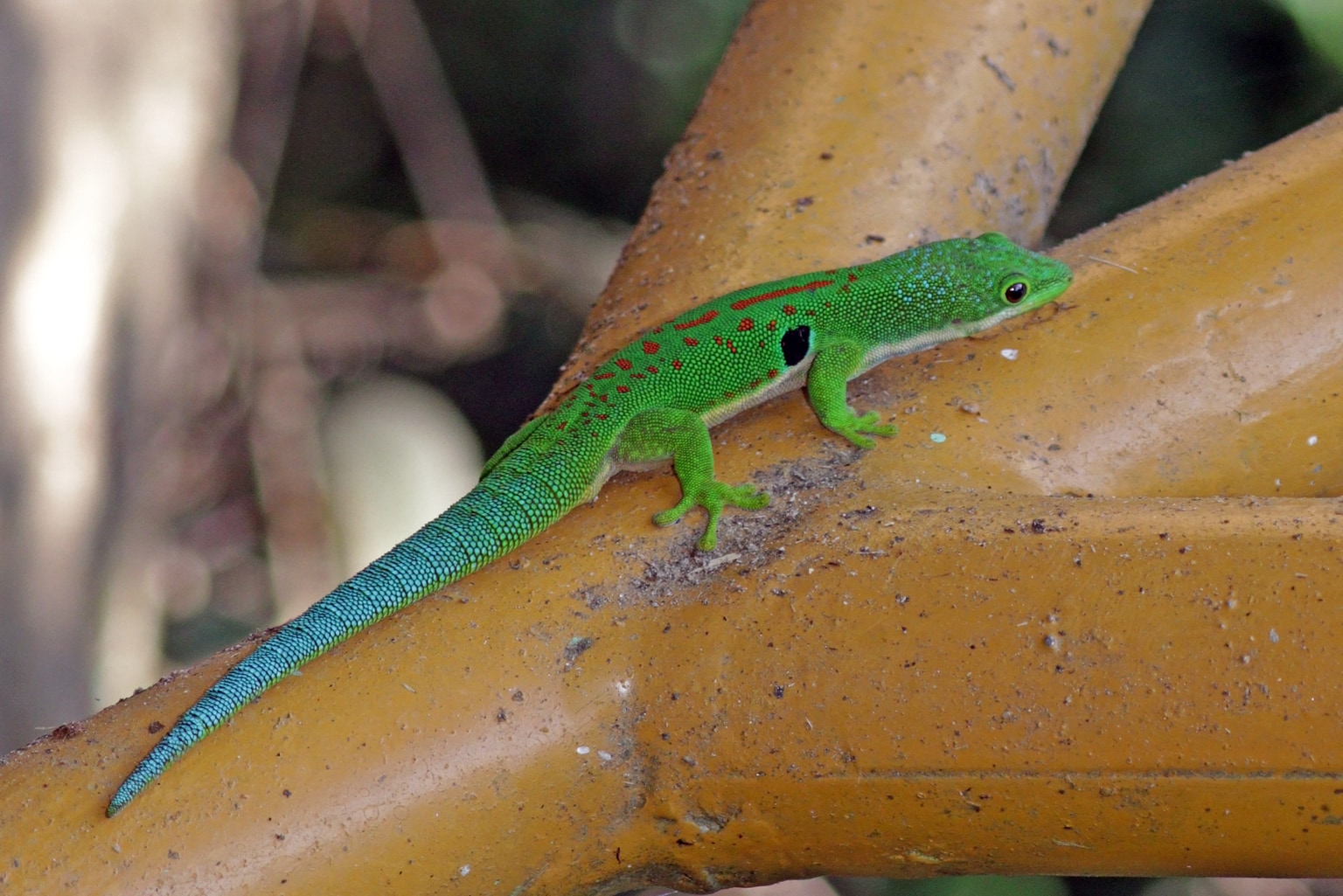 Phelsuma quadriocellata