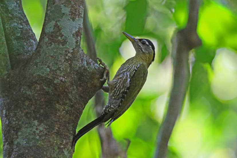 Streak-breasted woodpecker