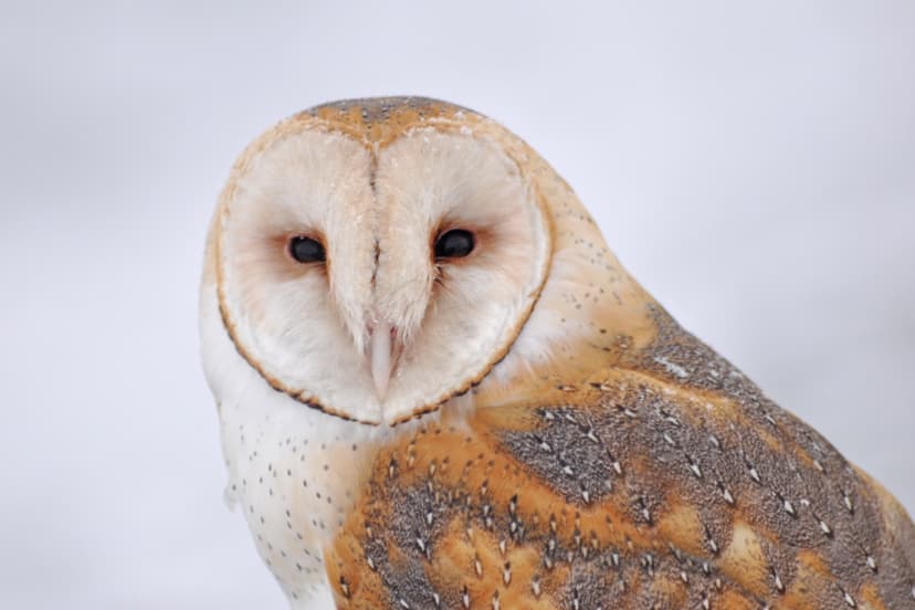American barn owl