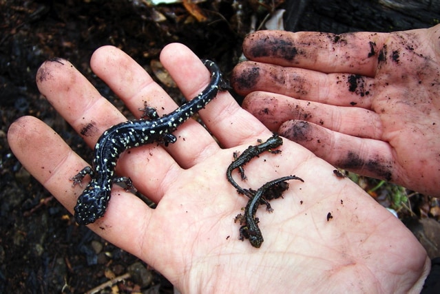 Aneides flavipunctatus
