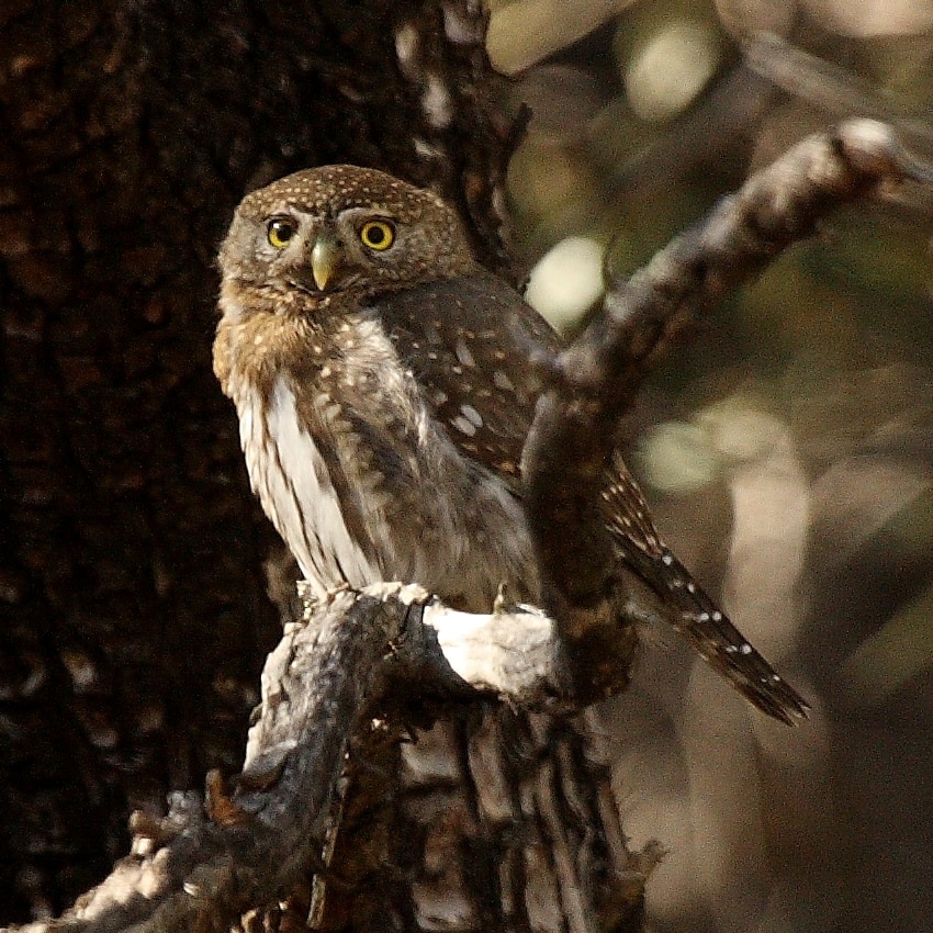 Mountain pygmy owl