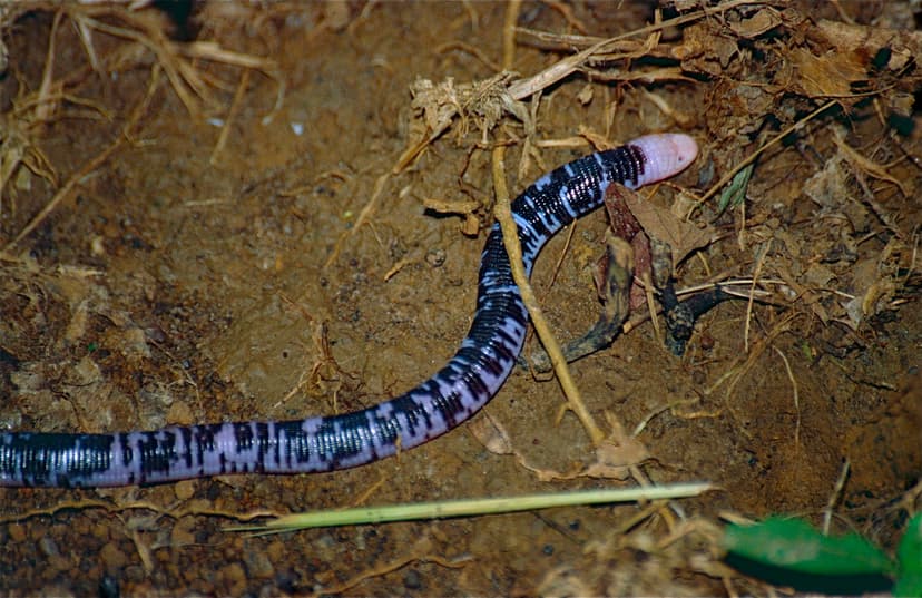 Amphisbaena fuliginosa