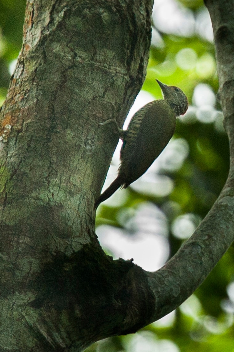 Fine-banded woodpecker
