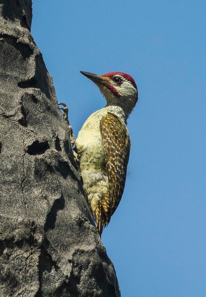 Fine-spotted woodpecker