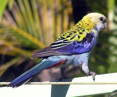 Pale-headed rosella