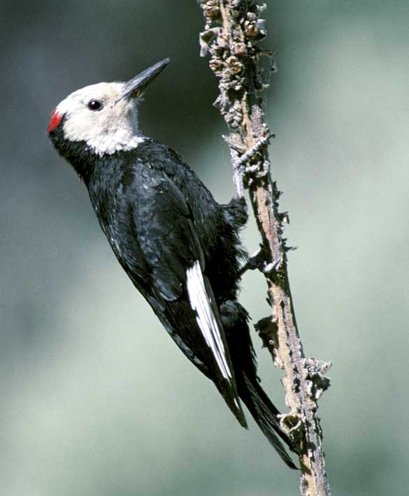 White-headed woodpecker