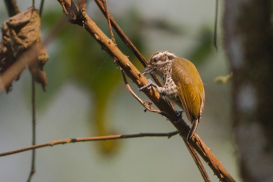 Speckled piculet