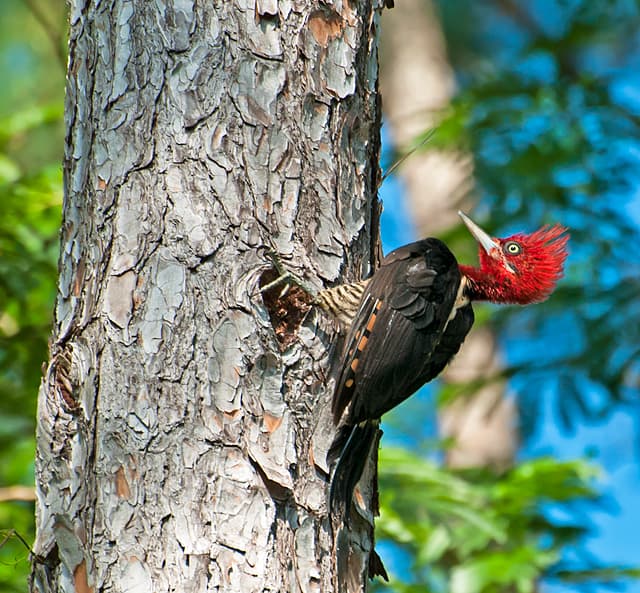 Robust woodpecker