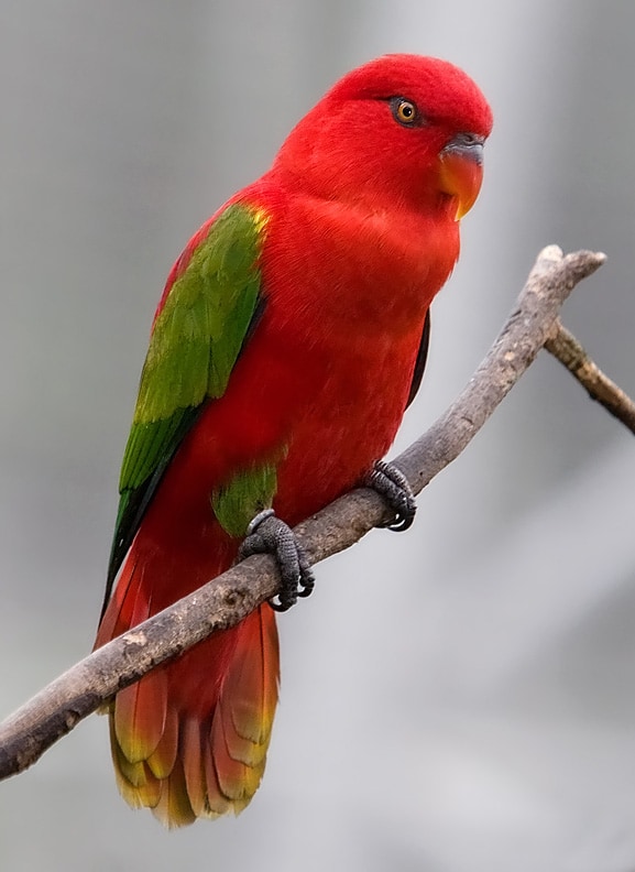 Chattering lory