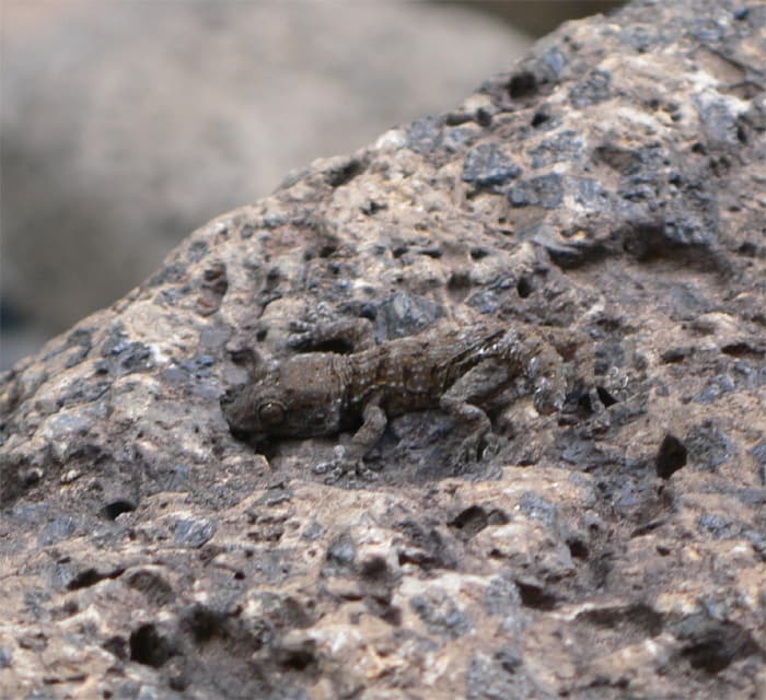 Tarentola delalandii