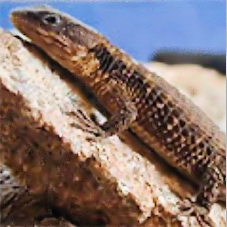 Cordylus angolensis