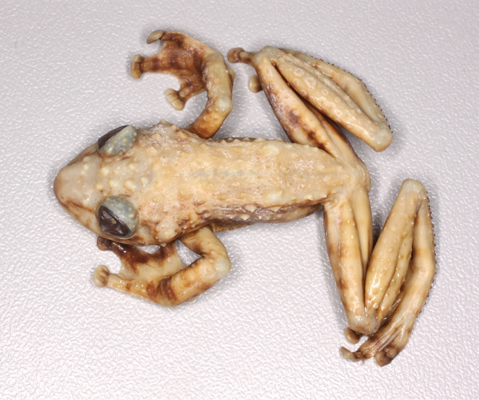 Acanthixalus spinosus