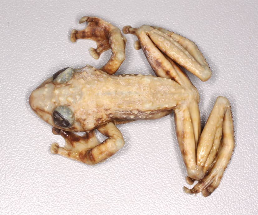 Acanthixalus