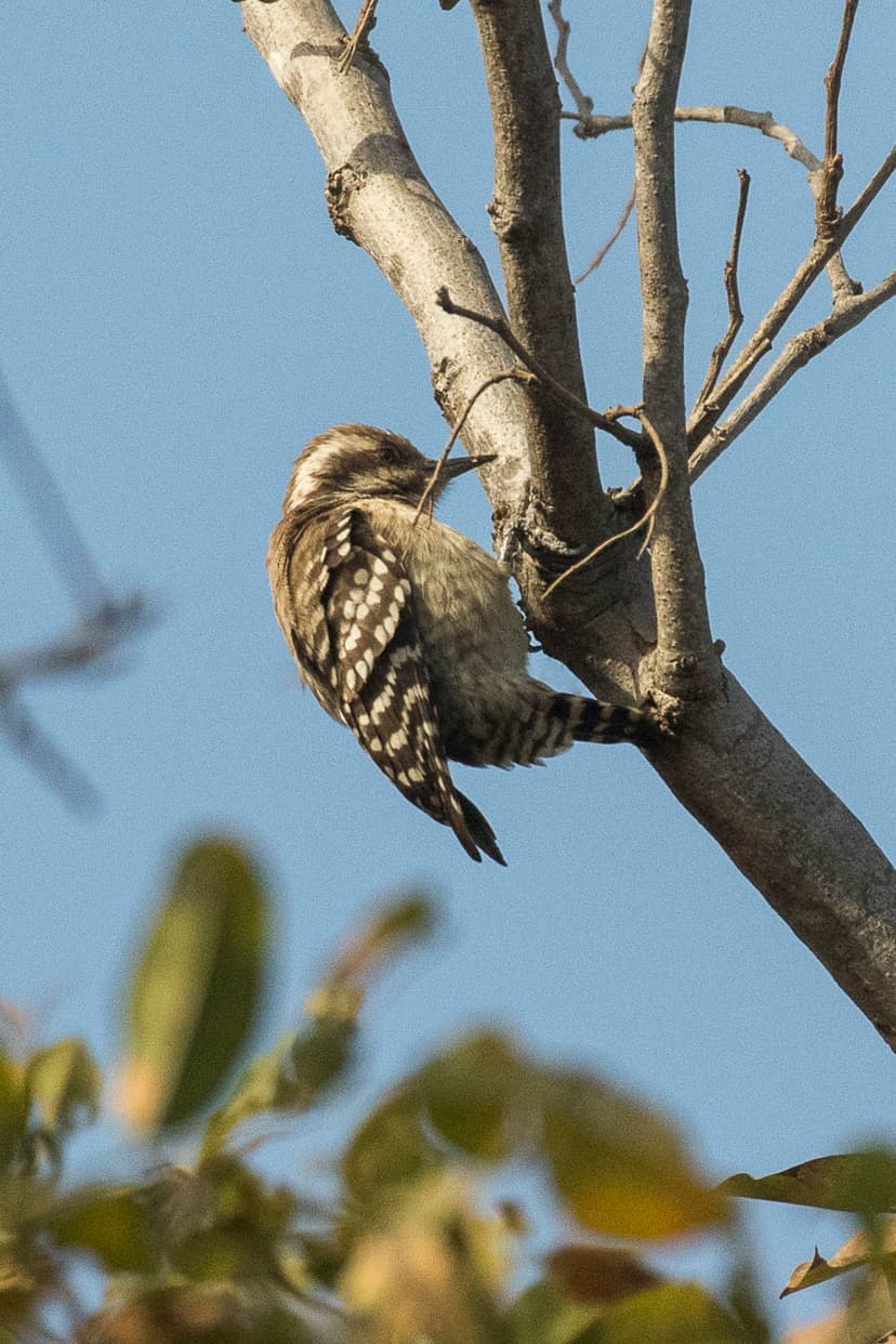 Brown-backed woodpecker