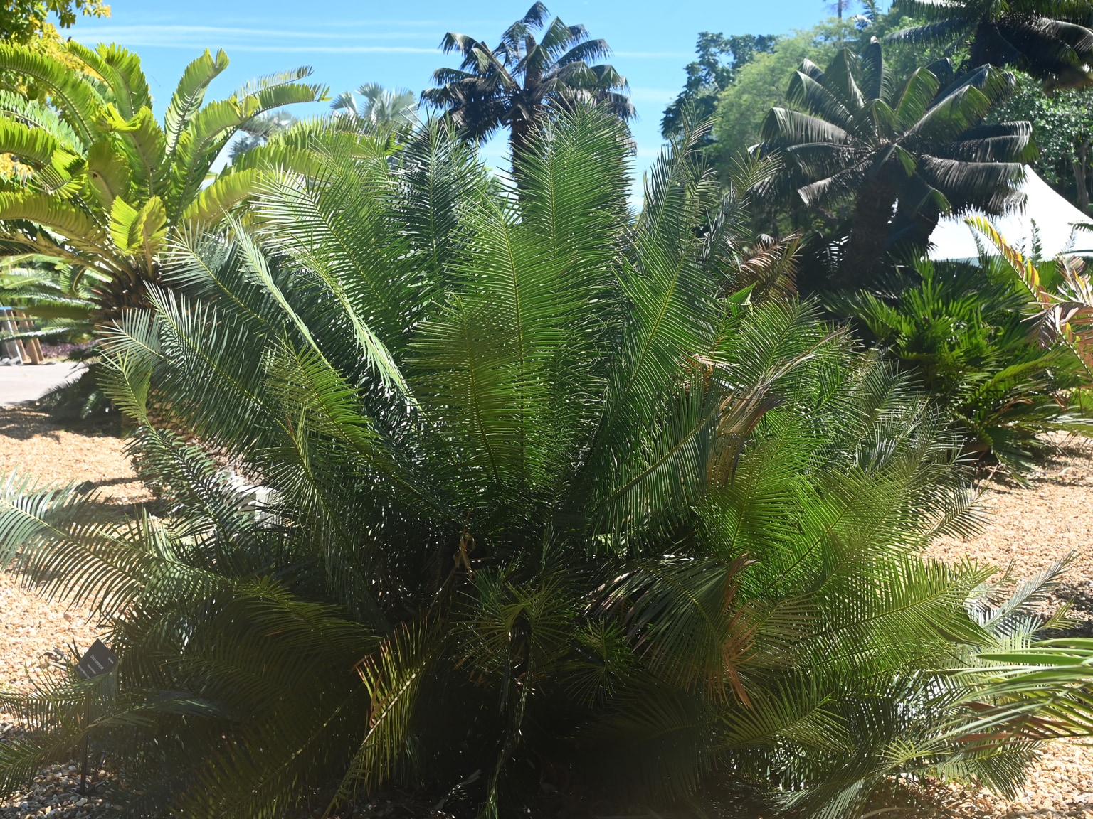 Dioon sonorense