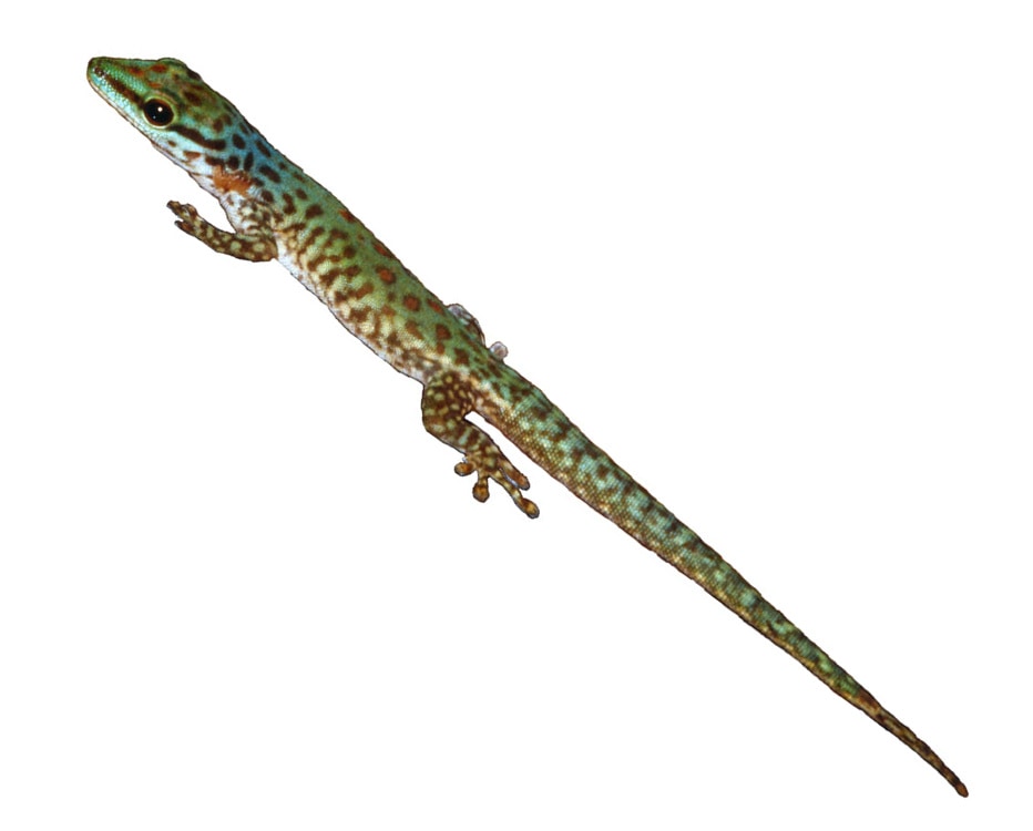 Phelsuma guttata