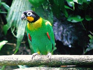 Orange-cheeked parrot