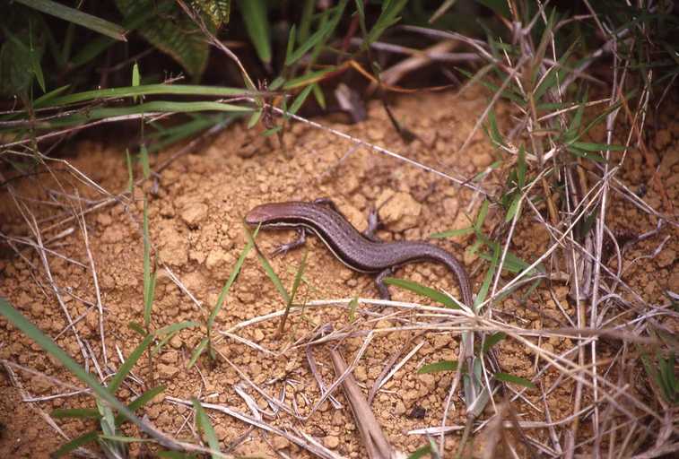 Trachylepis gravenhorstii