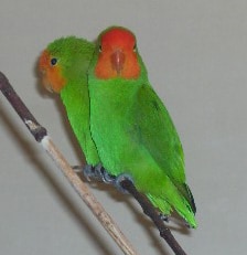 Red-headed lovebird