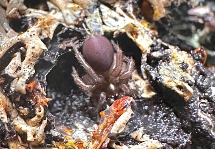 Microhexuridae