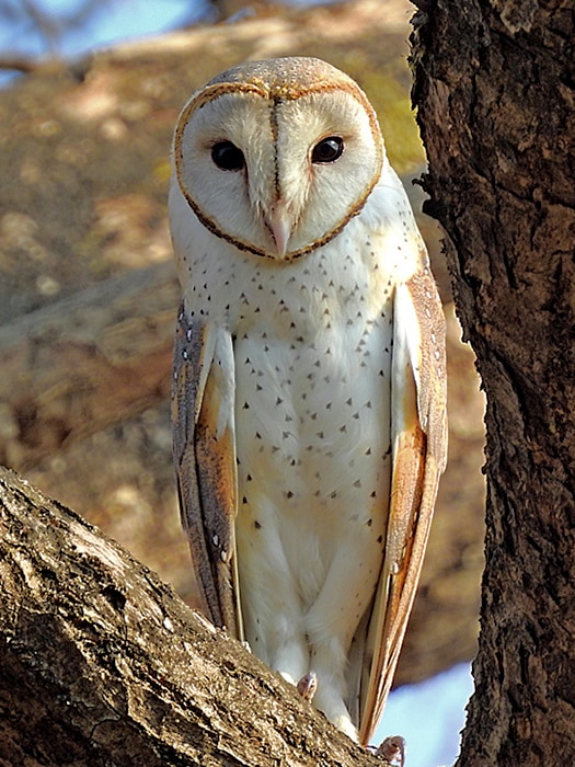 Eastern barn owl