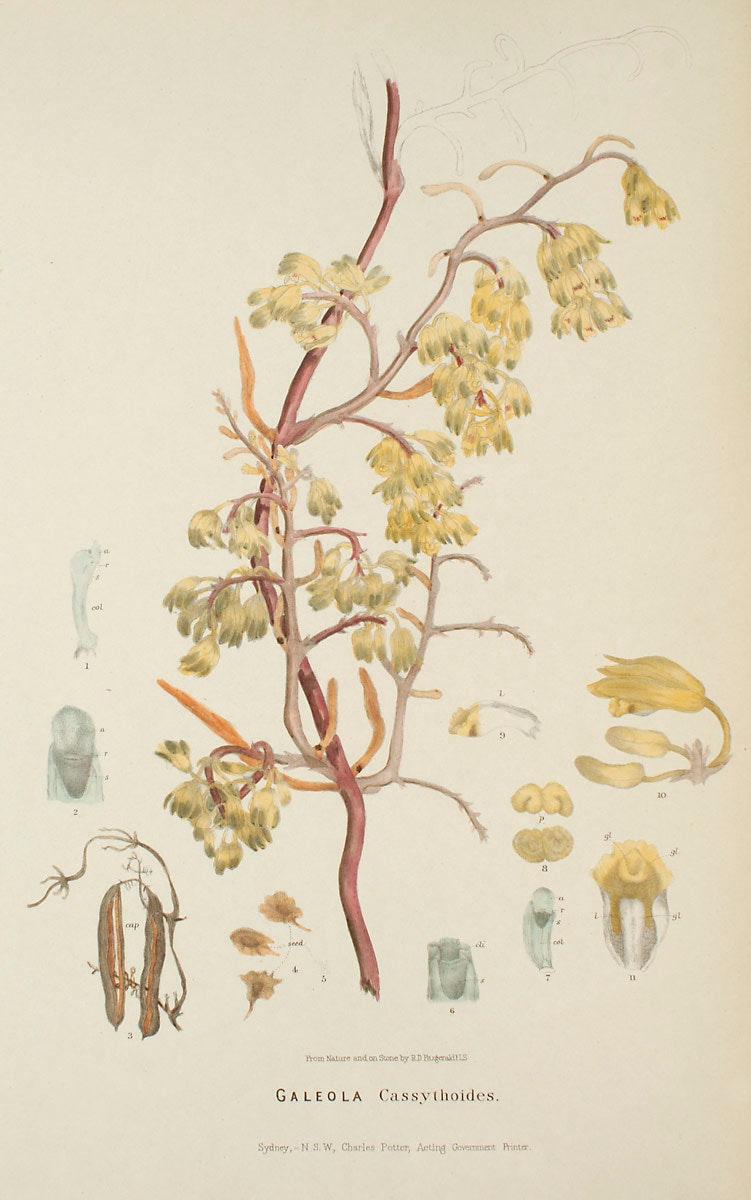 Erythrorchis