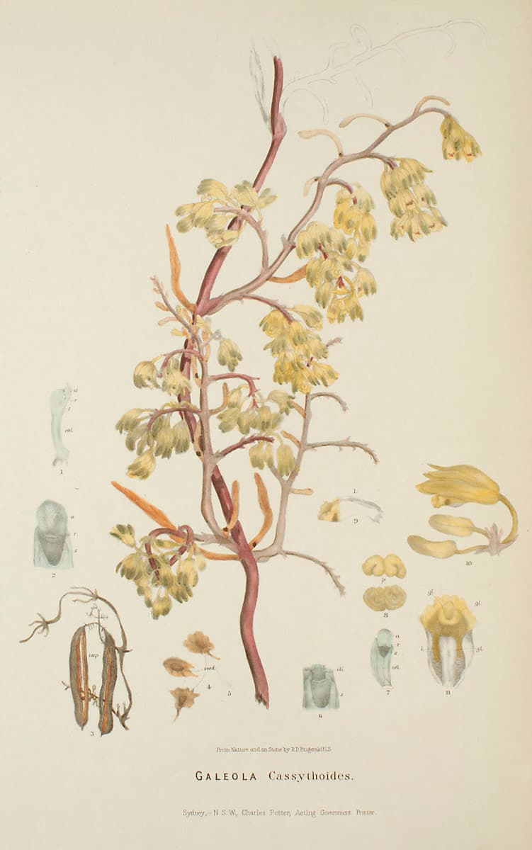 Erythrorchis