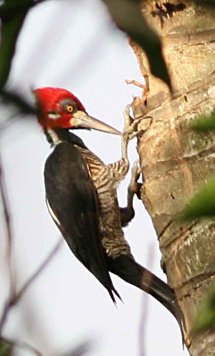 Crimson-crested woodpecker