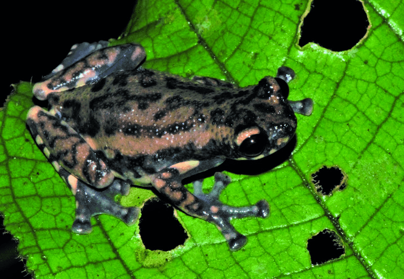 Allophryne ruthveni