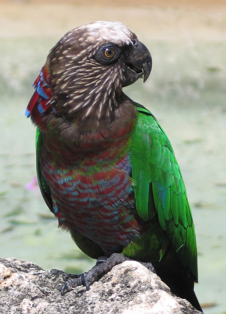 Red-fan parrot