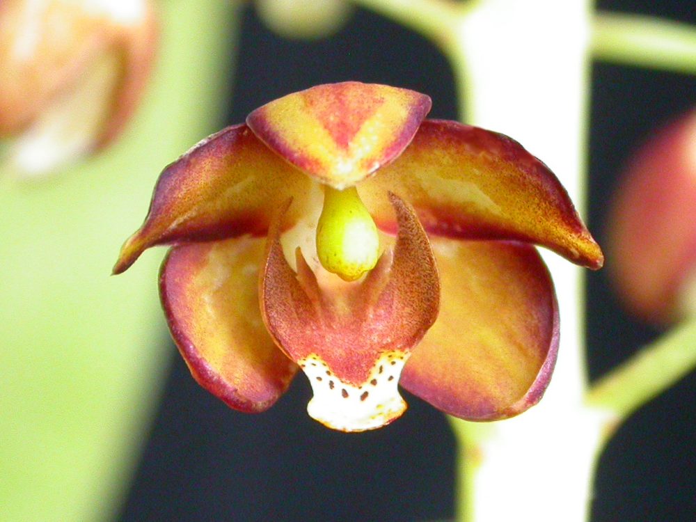 Eriopsis