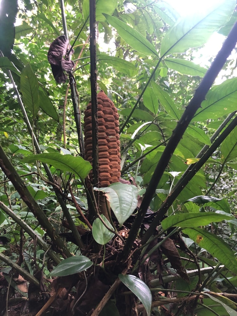Zamia nesophila
