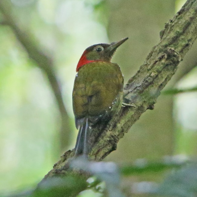 Red-collared woodpecker
