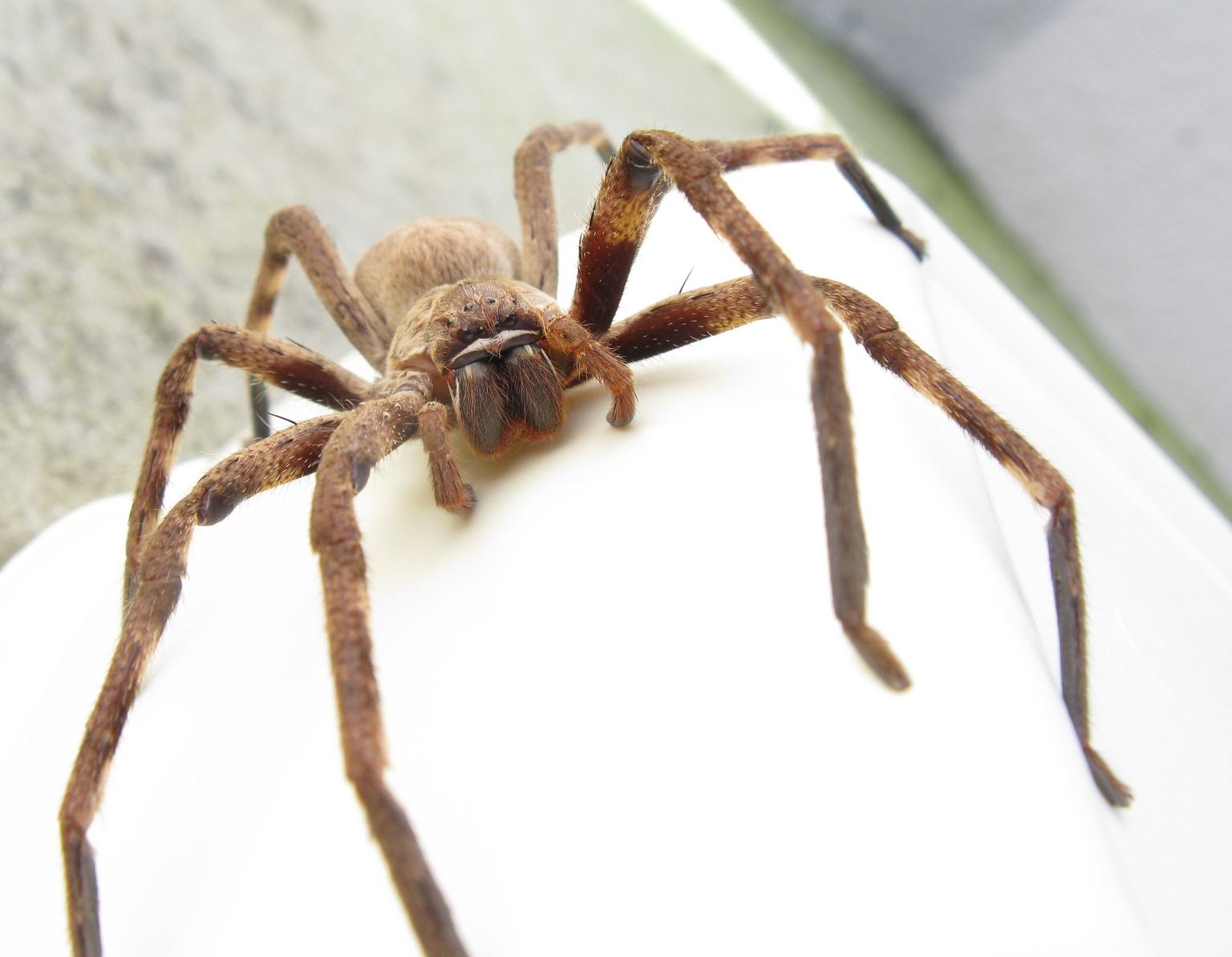 Sparassidae