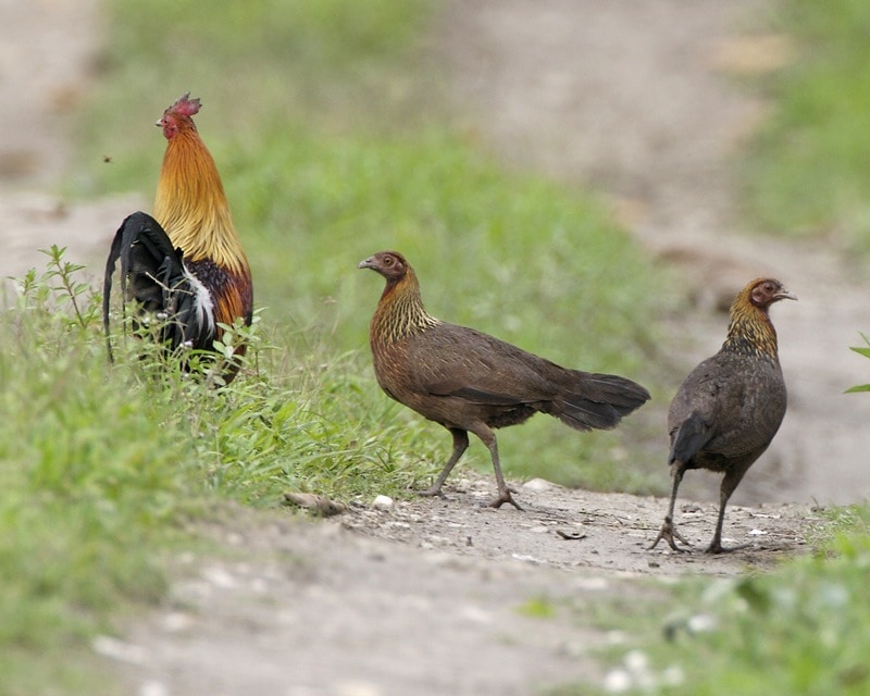 Pheasant Breeding Centre