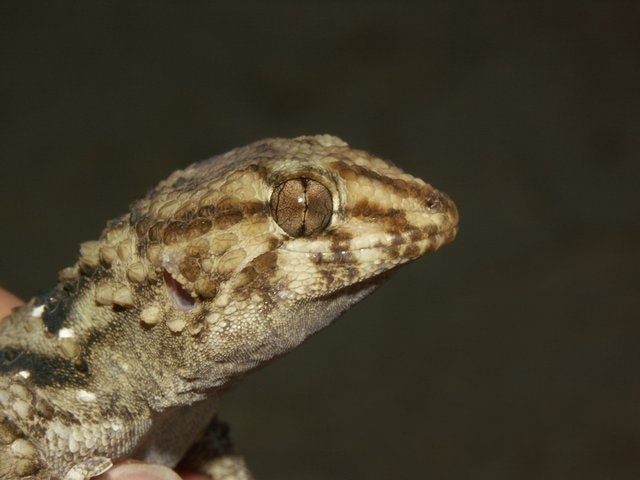 Bibron's sand gecko