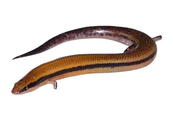 Madascincus arenicola