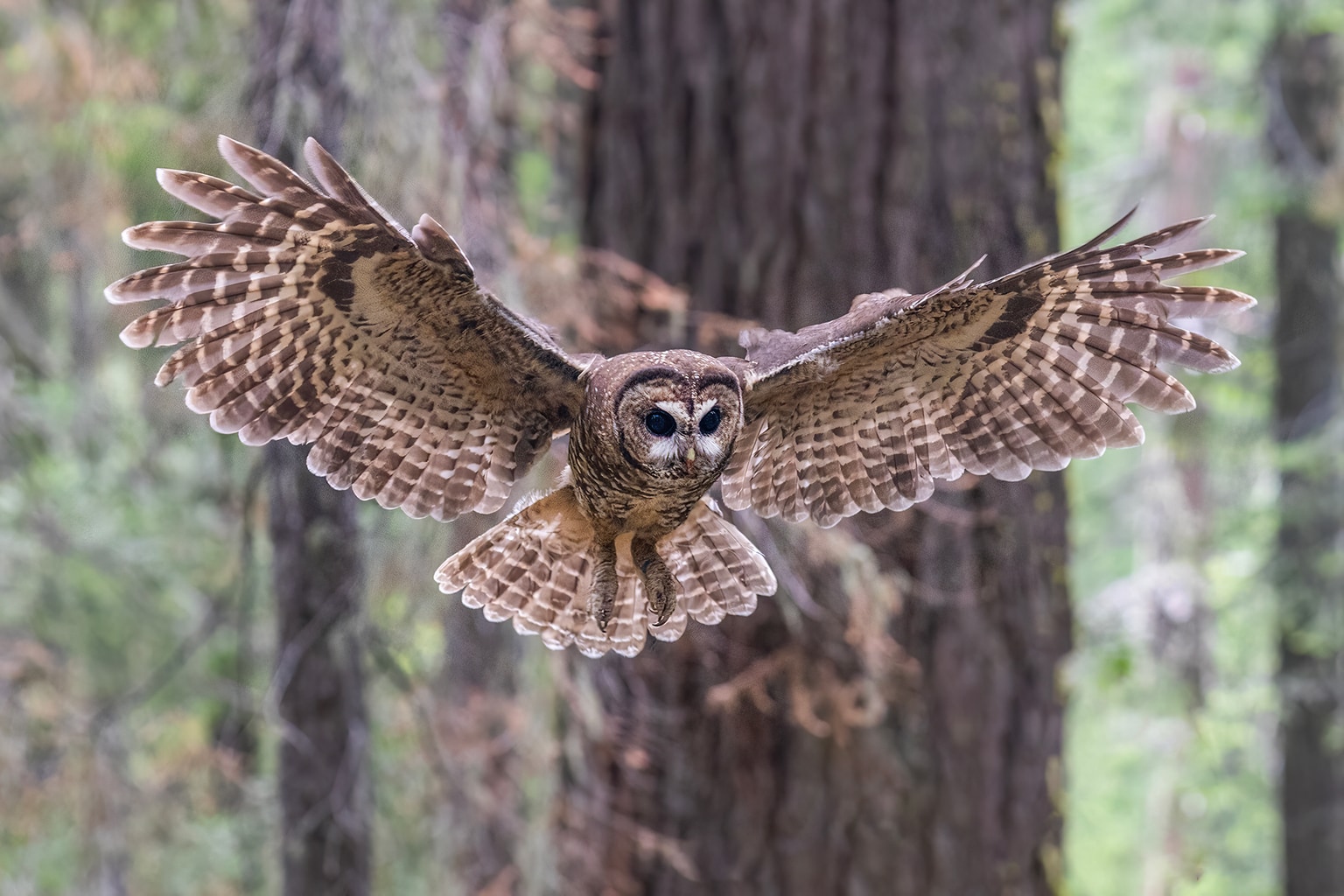 Spotted owl