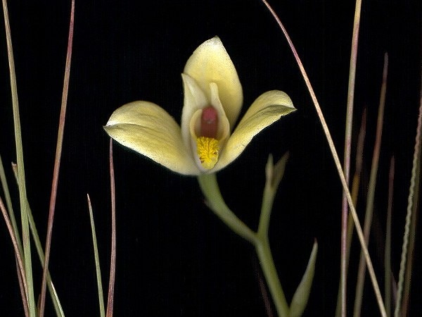 Cyanaeorchis