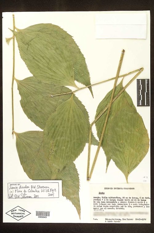 Zamia disodon
