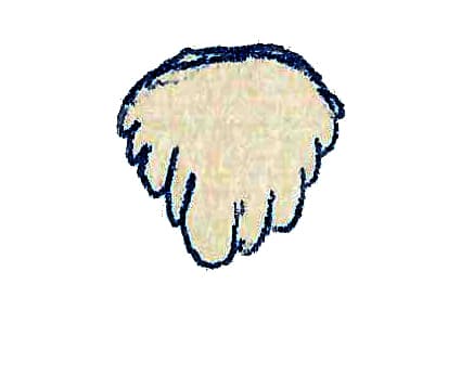 Alocodon