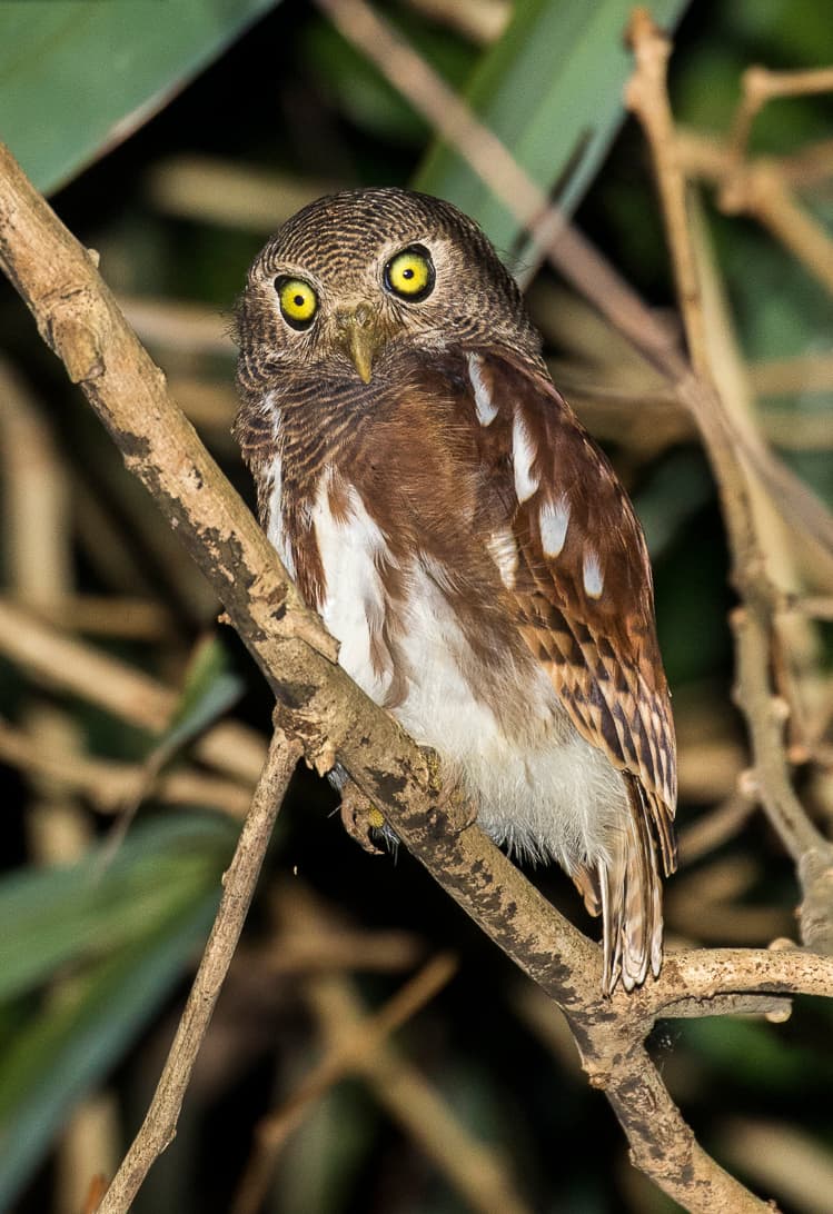 Javan owlet