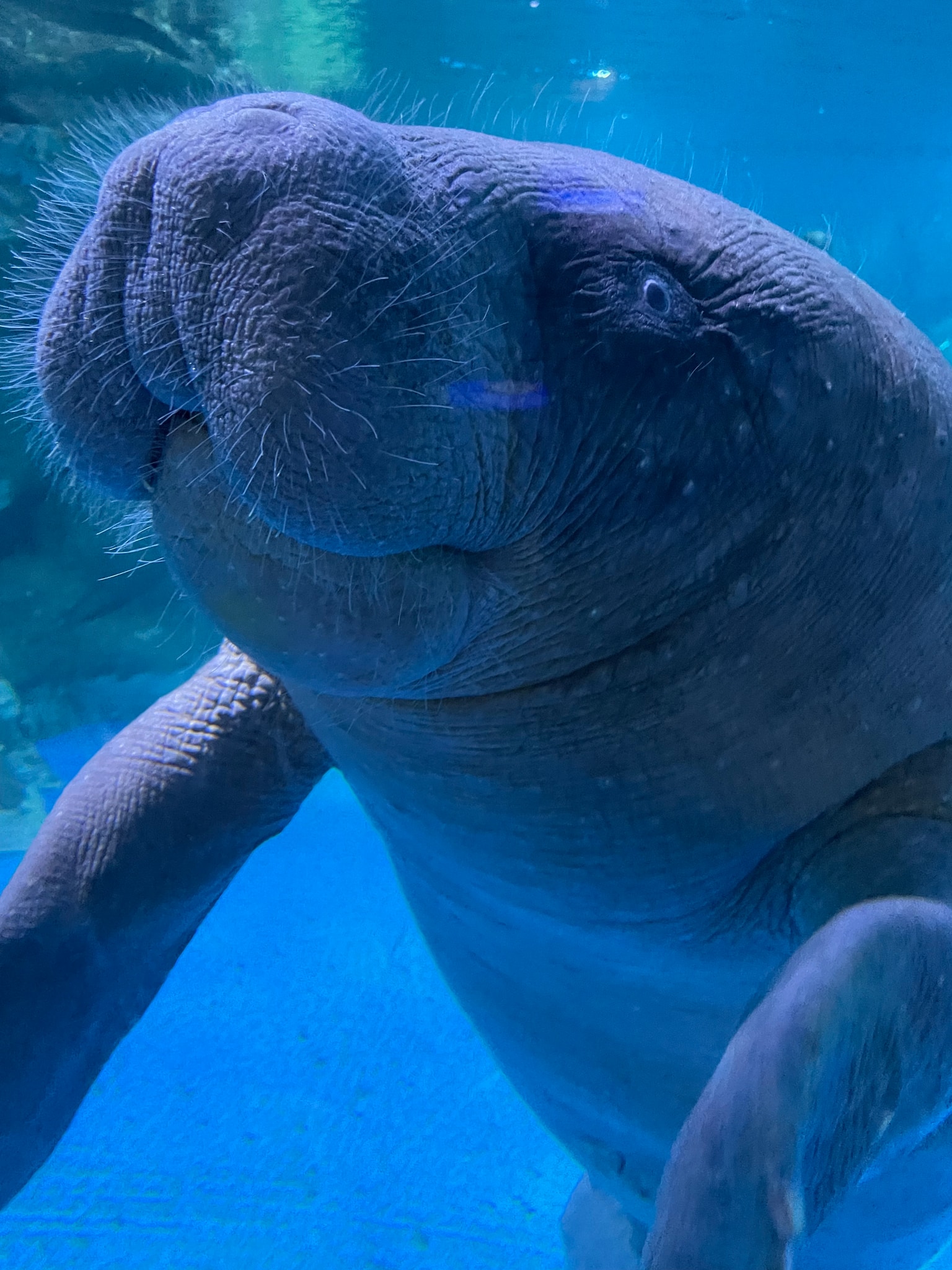 West African manatee