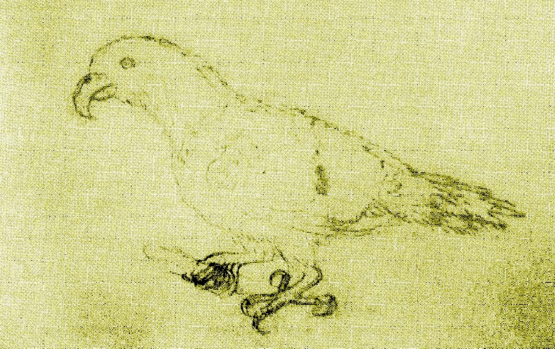 Oceanic eclectus
