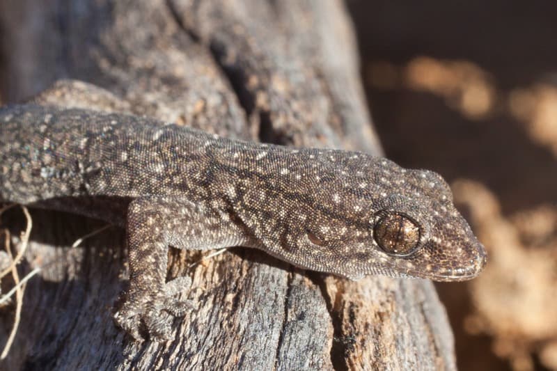 Gehyra variegata